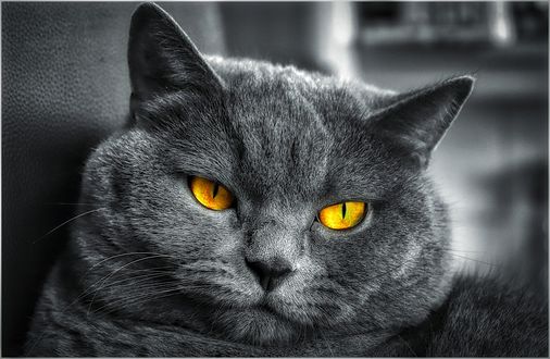 Обои на рабочий стол Серая кошка с желтыми глазами крупным планом, by IngoMoringo