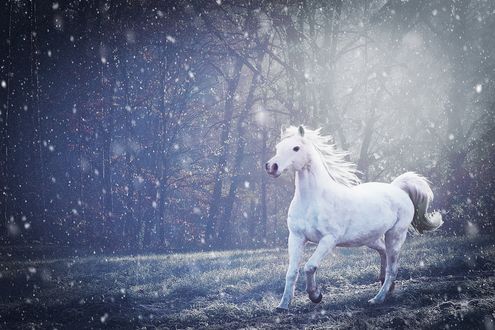 Обои на рабочий стол Белая лошадь скачет по лугу, by Petra