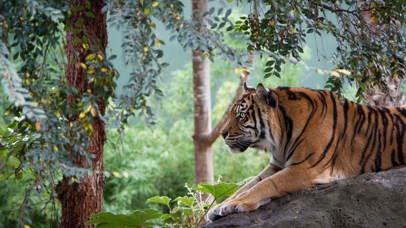 Уникальные фото с красивыми тиграми
