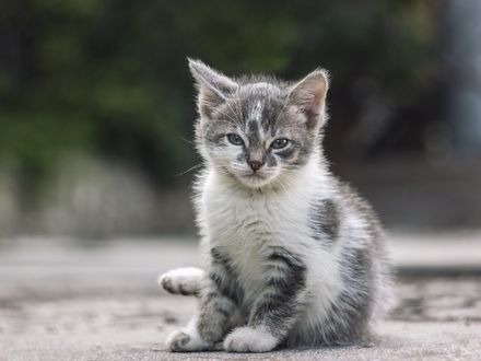 Обои на рабочий стол Серый котенок сидит на асфальте
