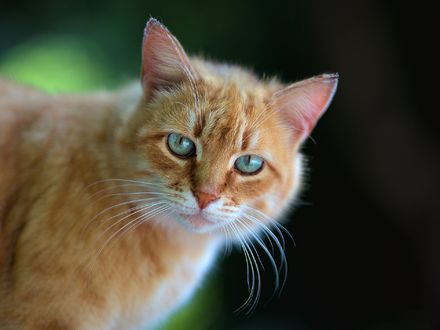 Обои на рабочий стол Голубоглазый рыжий кот