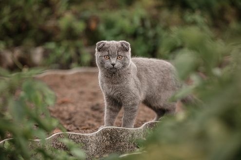 Обои на рабочий стол Вислоухая дымчатая кошка на природе. Фотограф Васильев Владимир