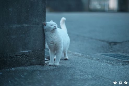 Кот выглядывает из за угла картинки