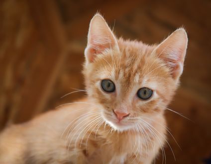 Обои на рабочий стол Рыжий котенок на размытом фоне, by Birgit