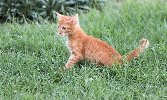 Обои на рабочий стол Рыжий котенок играет в траве, by Birgit