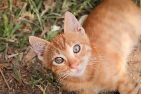 Обои на рабочий стол Рыжий котенок лежит на земле, by Birgit