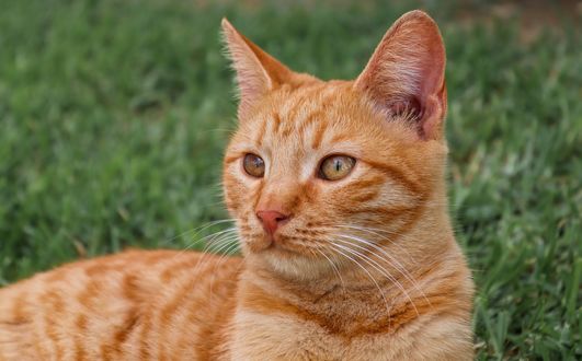 Обои на рабочий стол Рыжая кошка на размытом фоне, by Birgit