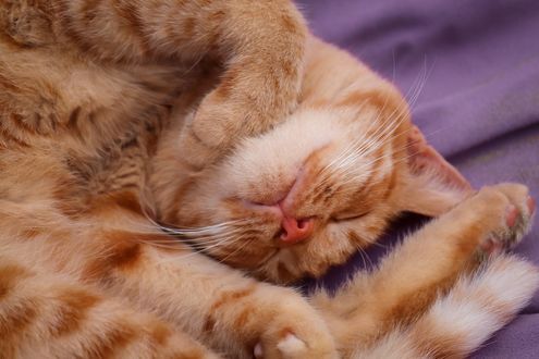 Обои на рабочий стол Рыжая кошка спит, by Birgit
