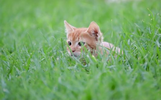 Обои на рабочий стол Рыжий котенок лежит в высокой траве, by Birgit