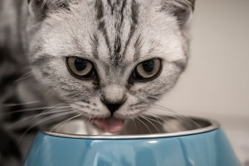Обои на рабочий стол Серая кошка с высунутым языком у кормушки, by Birgit