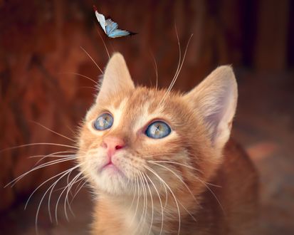 Обои на рабочий стол Рыжий котенок смотрит на бабочку, by Birgit