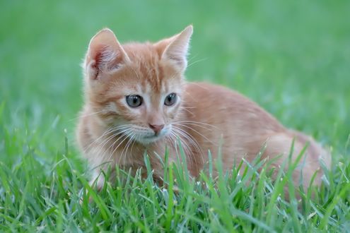 Обои на рабочий стол Рыжий котенок лежит на траве, by Birgit