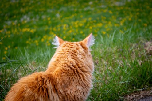 Обои на рабочий стол Рыжая кошка вид сзади на фоне поляны, by Birgit