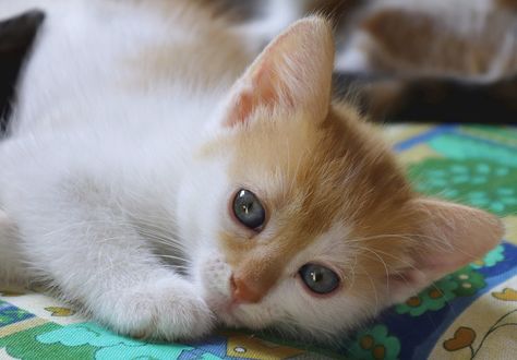 Обои на рабочий стол Рыже-белый котенок лежит на постели, by Birgit