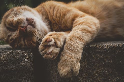 Обои на рабочий стол Рыжая кошка спит на камнях, by Susanne Jutzeler