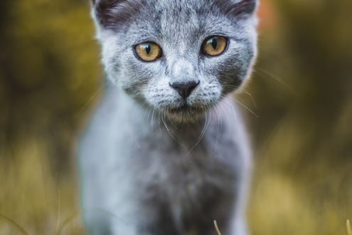 Обои на рабочий стол Котенок на размытом фоне, by Geronimo Giquea