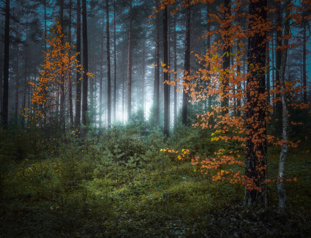 Обои для рабочего стола Осенний лес, Ringerike, Norway / Рингерик, Норвегии. Фотограф Ole Henrik Skjelstad