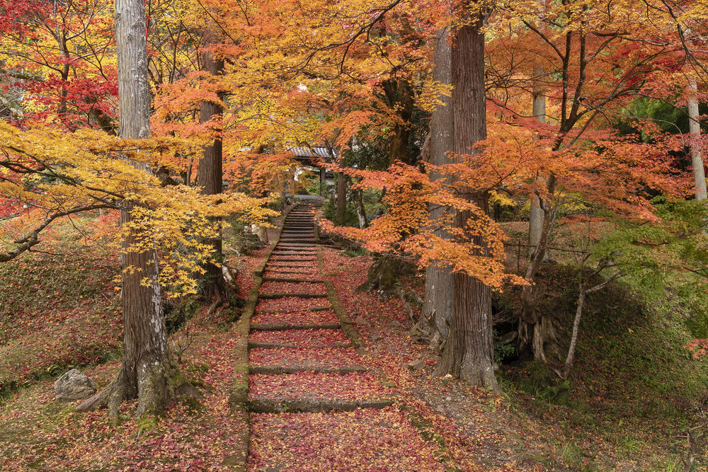 Обои для рабочего стола Лестница усыпана осенними листьями в парке, by yopparainokobito