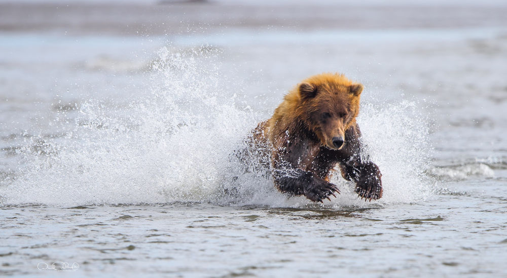 Обои для рабочего стола Медведь стоит в воде, by Daniel DAuria