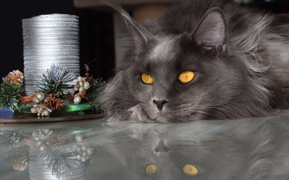 Обои для рабочего стола Кошка пепельного цвета с желтыми глазами породы мейн-кун лежит перед новогодними шишками и другими предметами