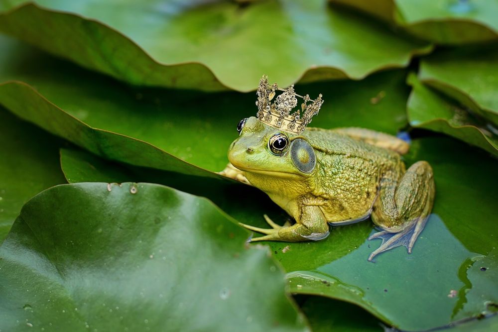 Обои для рабочего стола Лягушка в короне сидит на листьях водяных лилий, by JillWellington
