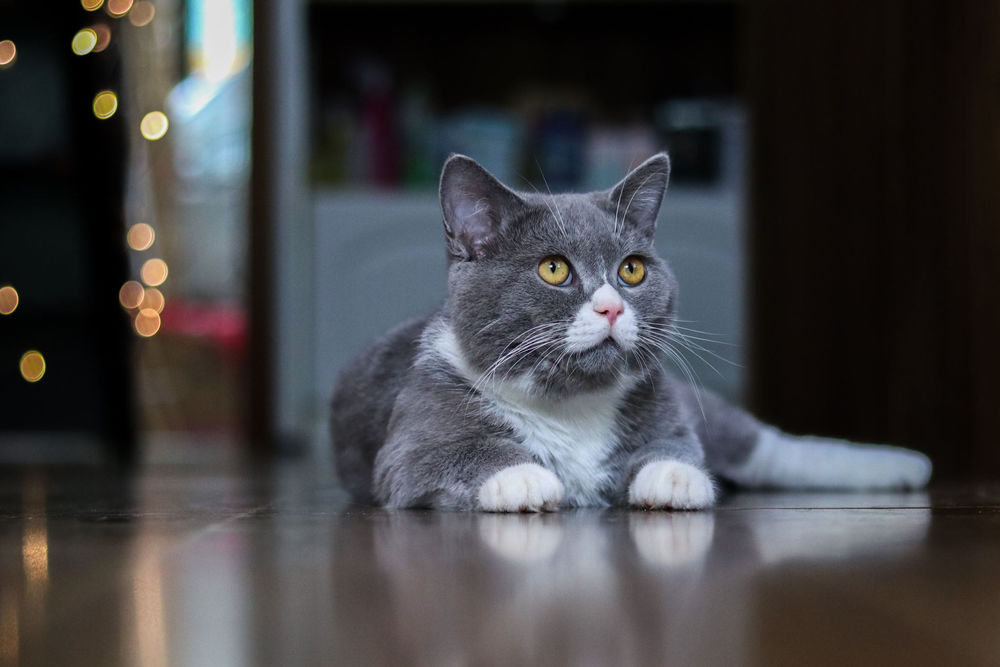 Обои для рабочего стола Серая с белым кошка лежит на полу