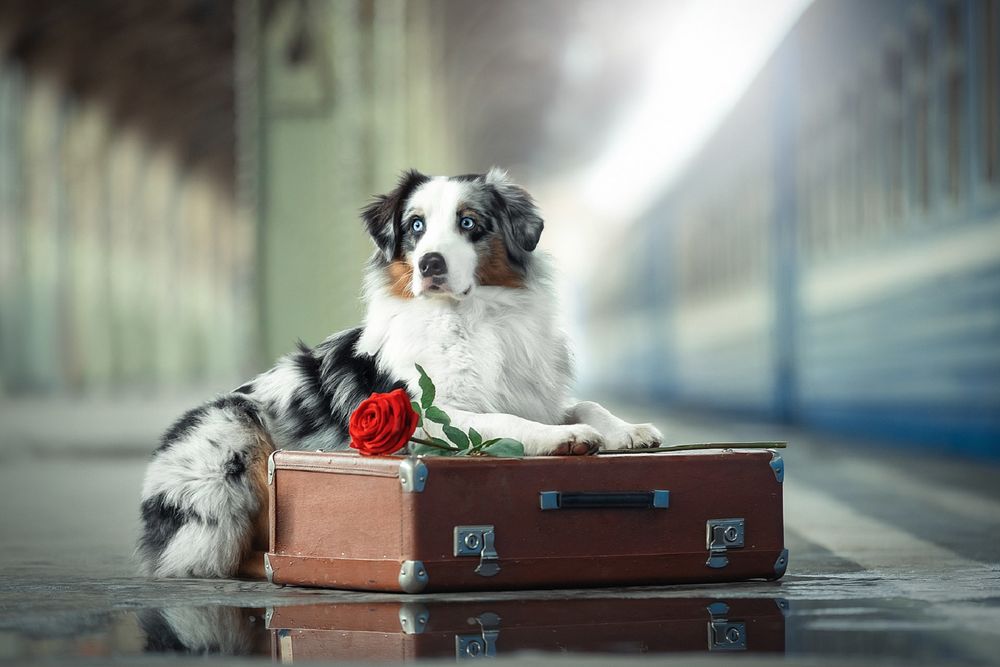 Обои для рабочего стола Пес у чемодана с красной розой. Фотограф Светлана Писарева