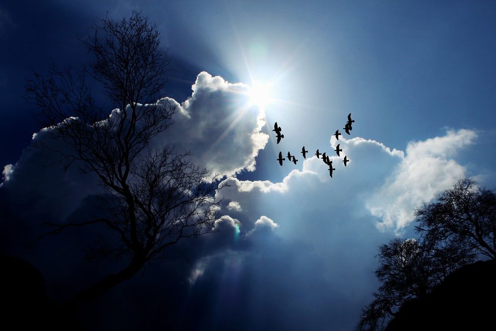 Обои для рабочего стола Летящие птицы на фоне облачного неба, дерева, by cocoparisienne