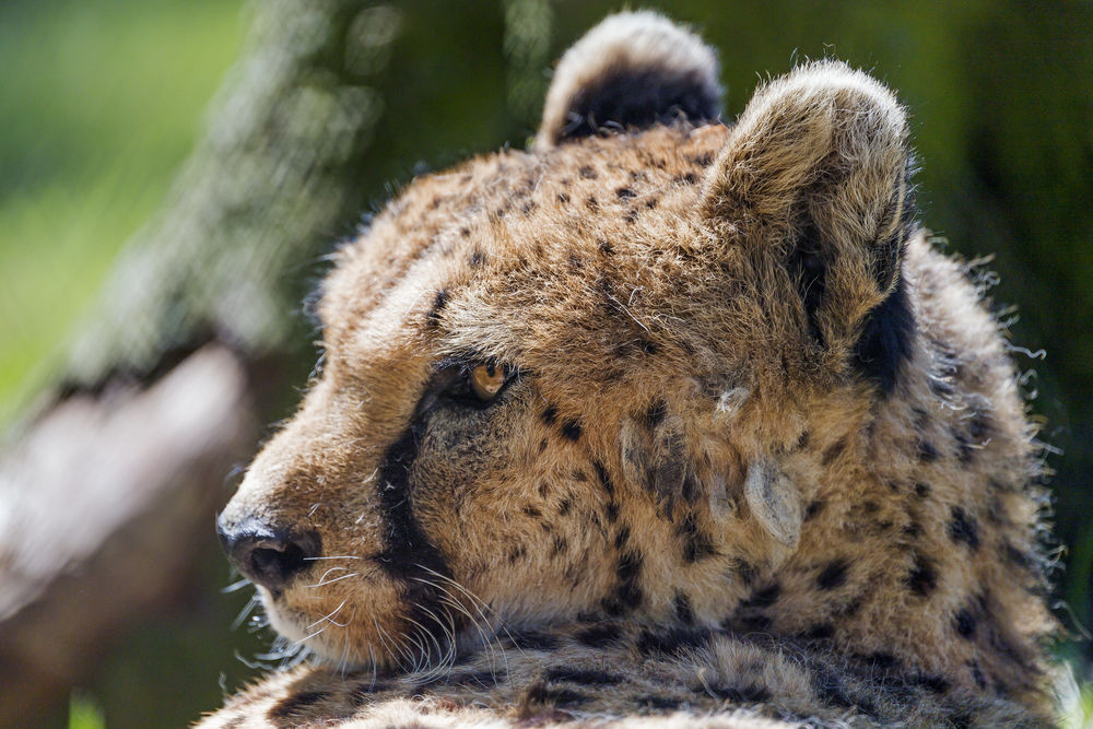 Обои для рабочего стола Гепард смотрит в сторону, by Tambako The Jaguar