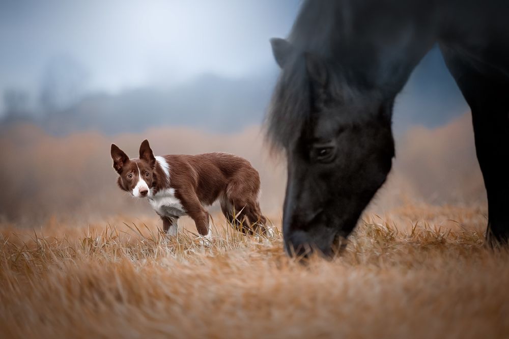 Обои для рабочего стола Собака смотрит на лошадь, фотограф Светлана Писарева