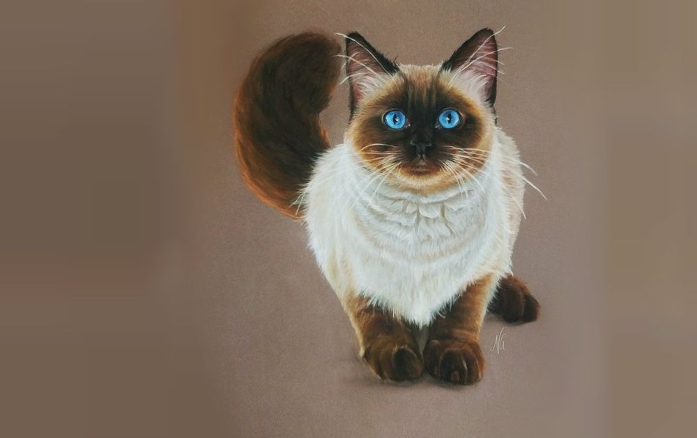 Обои для рабочего стола Сиамска кошка на размытом фоне