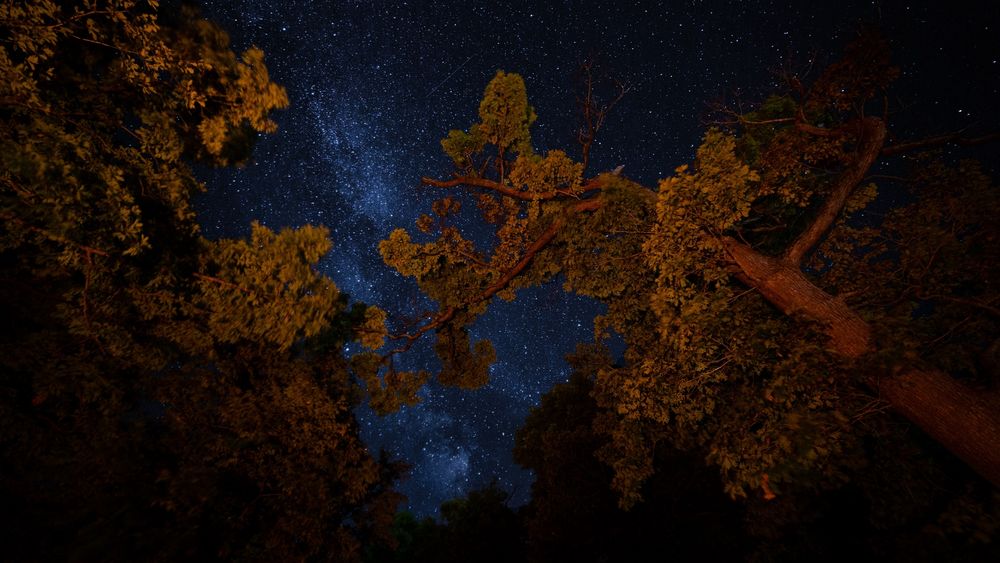 Обои для рабочего стола Вид снизу между деревьями на ночное звездное небо, by Westrock