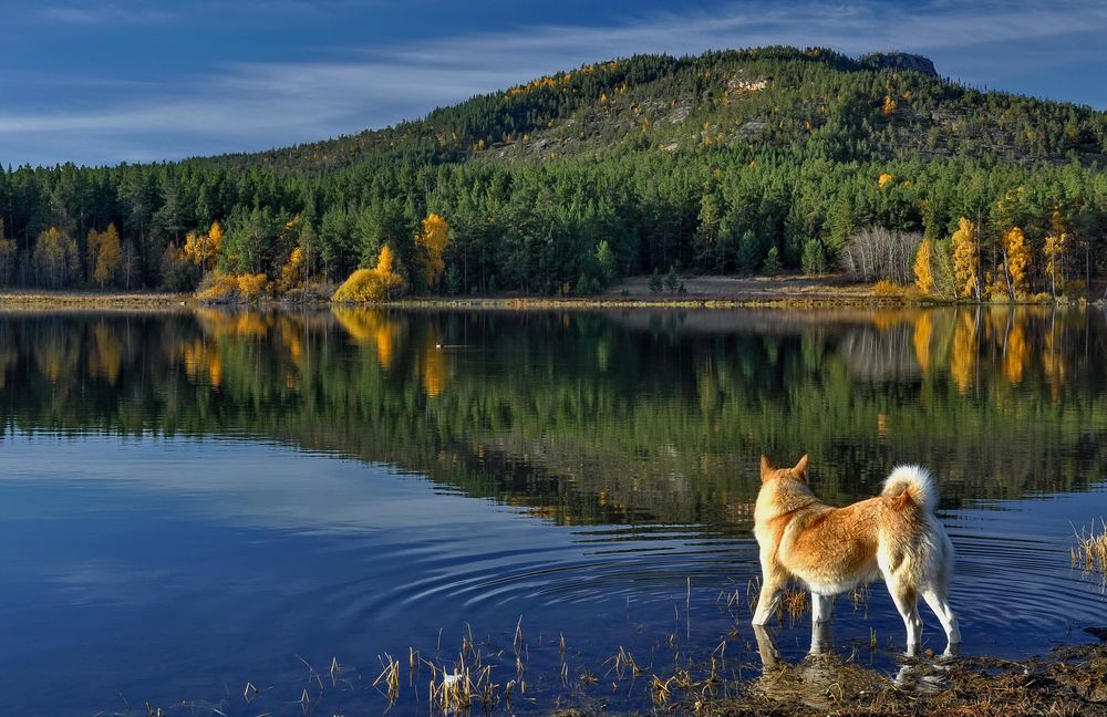 Обои для рабочего стола Собака на берегу озера. Фотограф Евгений