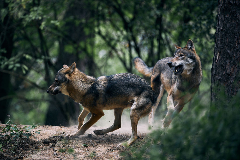 Обои для рабочего стола Волки в лесу, by DB-Naturfotografie