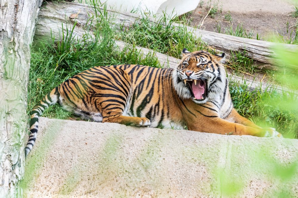 Обои для рабочего стола Тигр с раскрытой пастью лежит на фоне бревен, фотограф Christine Ho