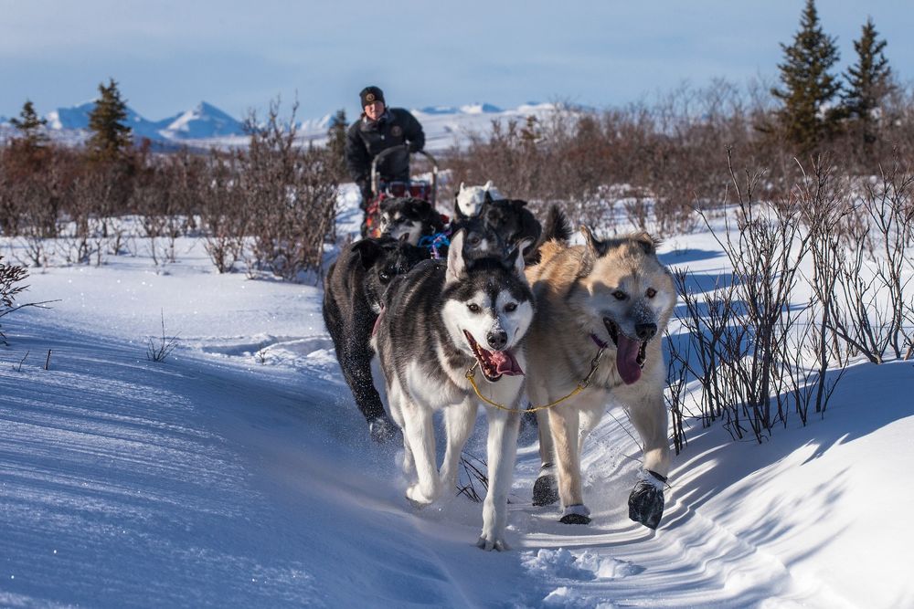 Обои для рабочего стола Упряжка ездовых собак на фоне мужчины, снега, гор и деревьев, by skeeze