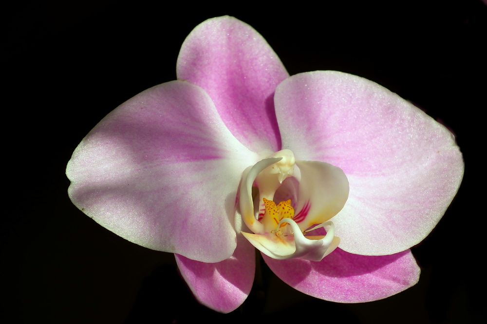 Орхидеи Фото Крупным Планом