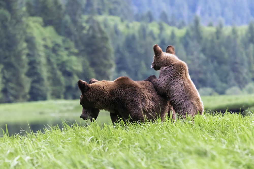 Обои для рабочего стола Медведица с медвежонком в траве, by Terry Allen