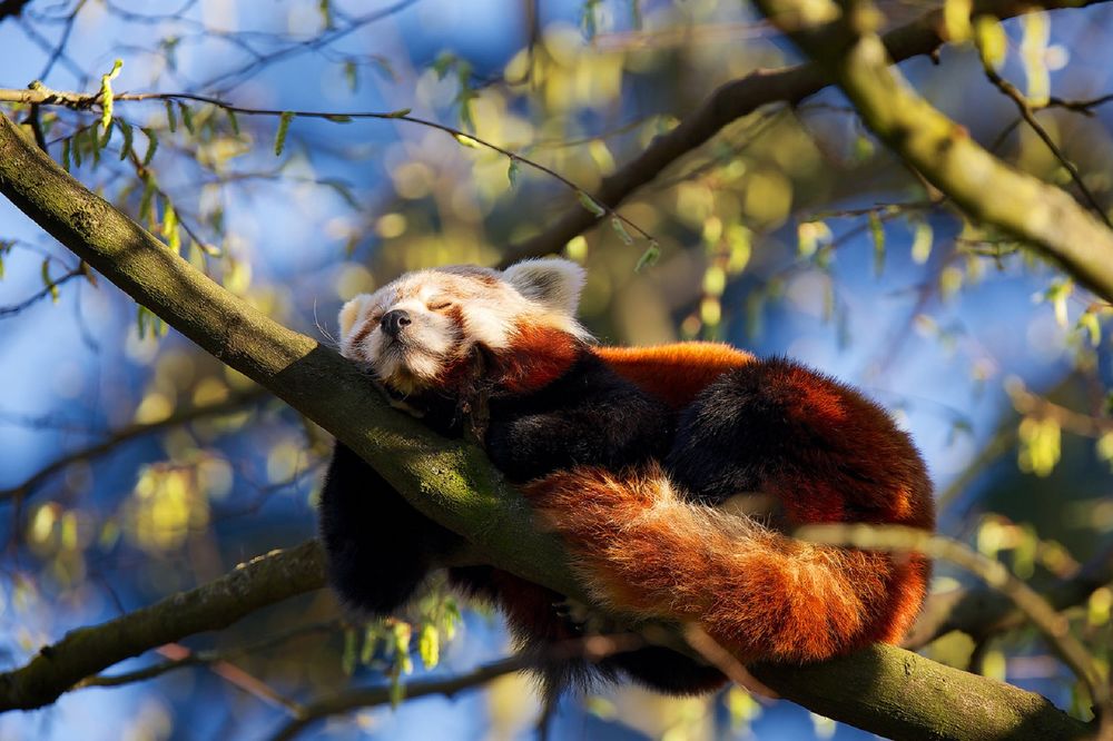 Обои для рабочего стола Панда спит на дереве, by DB-Naturfotografie