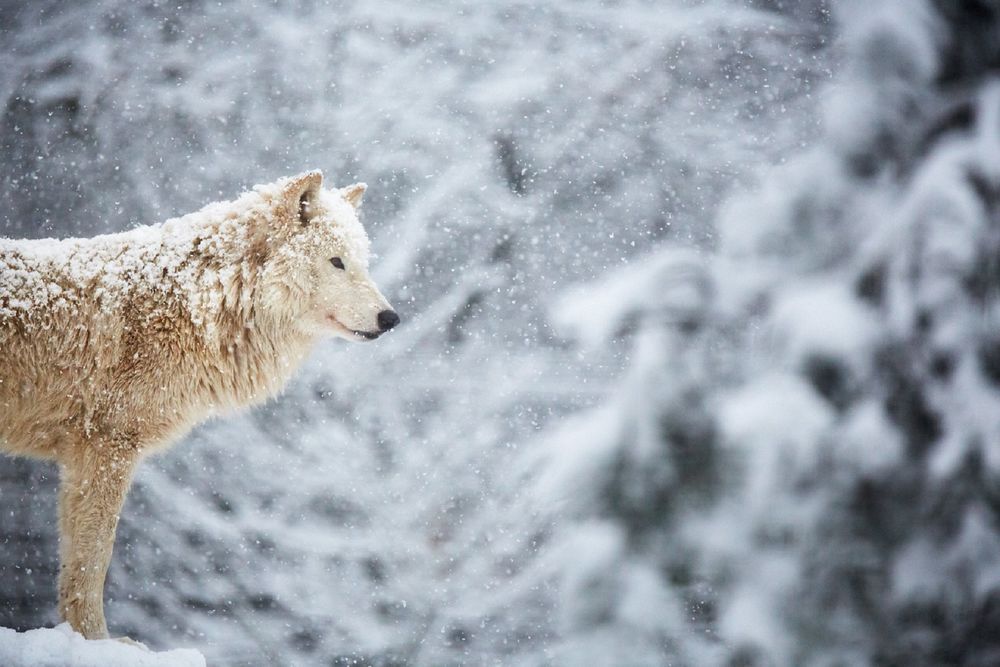 Обои для рабочего стола Белый волк под снегопадом, by DB-Naturfotografie