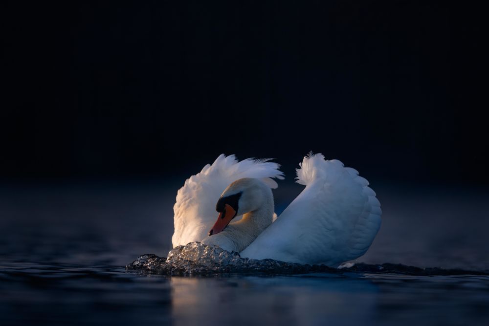 Обои для рабочего стола Белый лебедь на воде, фотограф Jonathan Casey