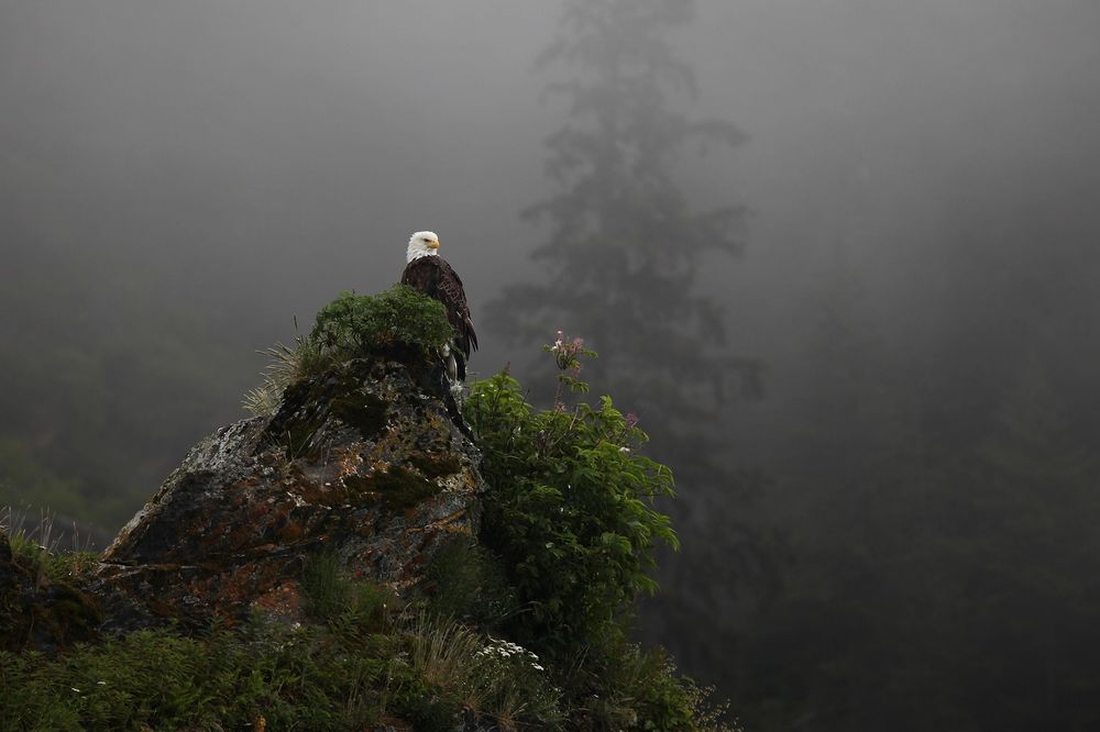 Обои для рабочего стола Белоголовый орлан сидит на скале, by skeeze
