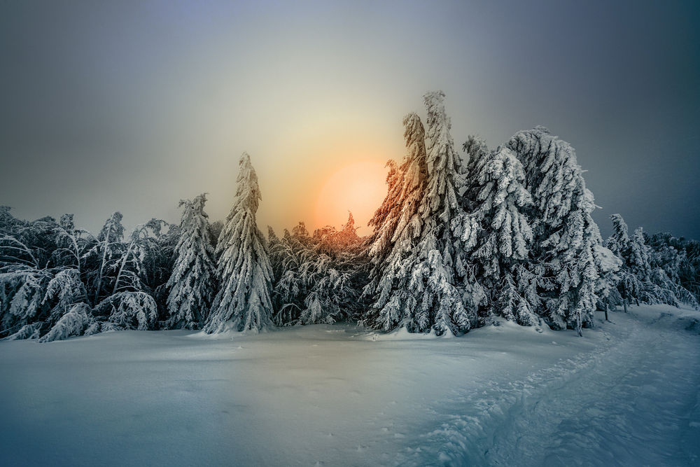 Обои для рабочего стола Зимний лес, by Robert Didierjean