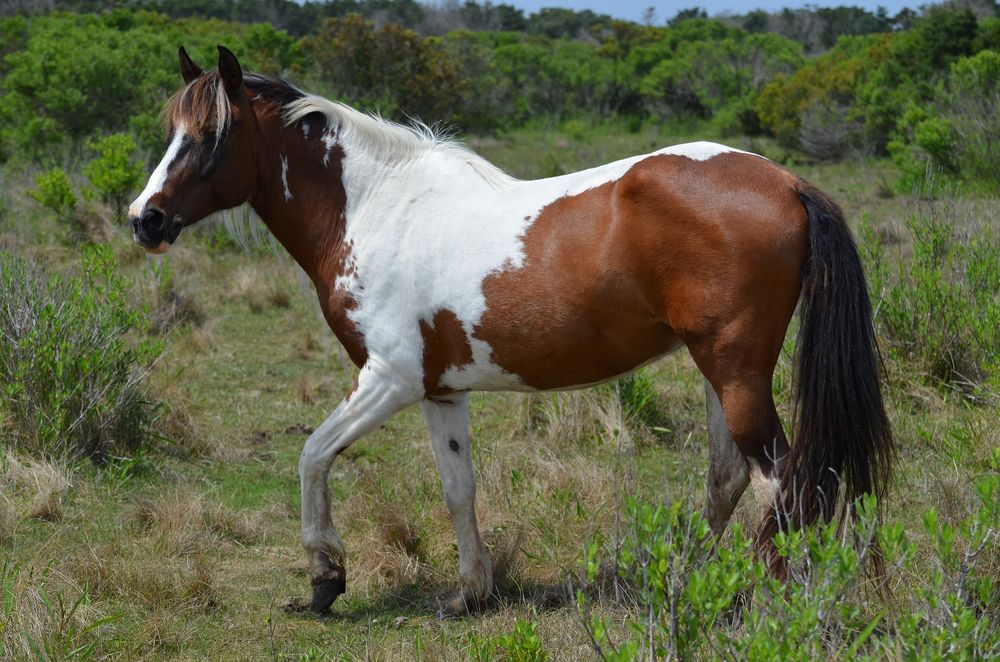 Обои для рабочего стола Коричневая лошадь с белыми пятнами стоит на траве, by skeeze