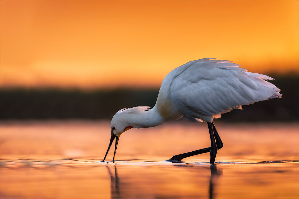 Обои для рабочего стола Цапля в воде, by Georg Scharf