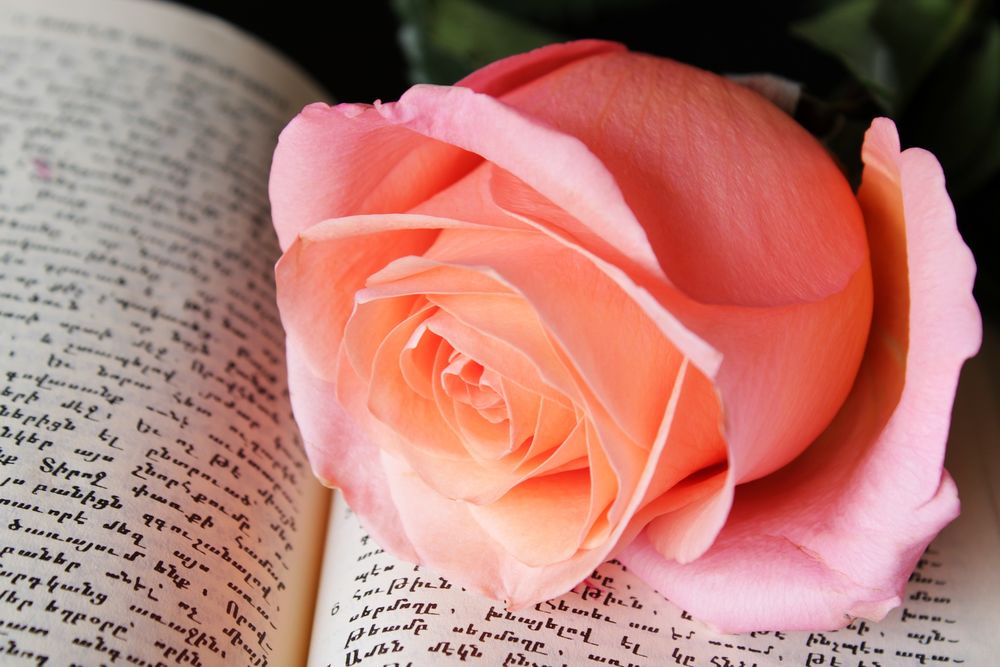 Обои для рабочего стола Розовая роза на раскрытой книге, by armennano