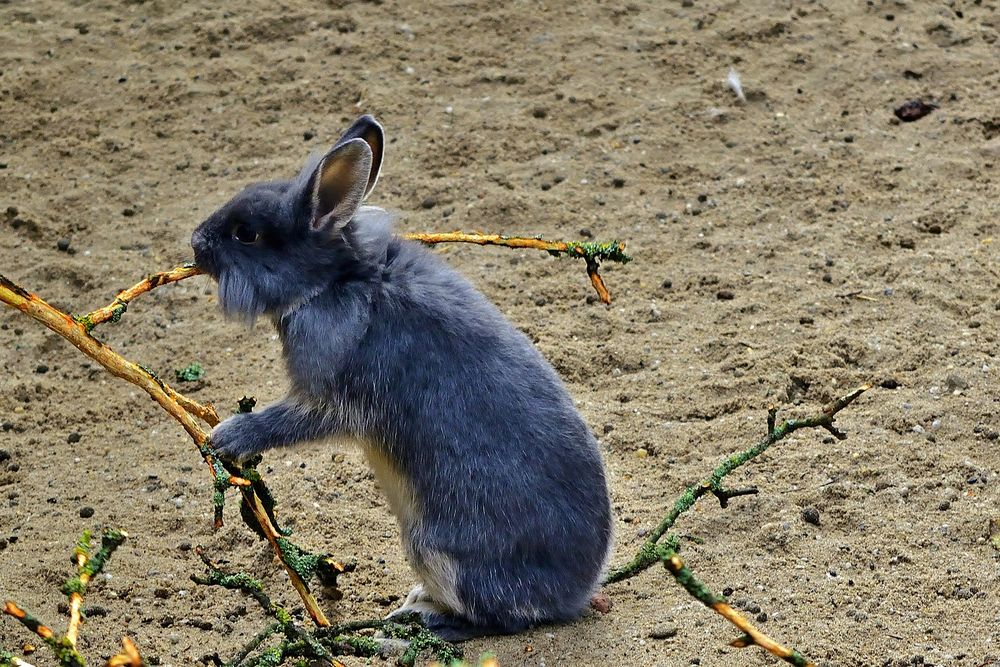 Почему декоративные кролики грызут обои