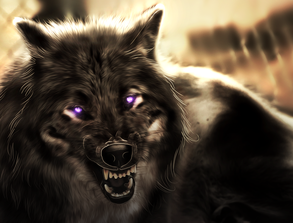 Злой волк фото на аватарку на ватсап