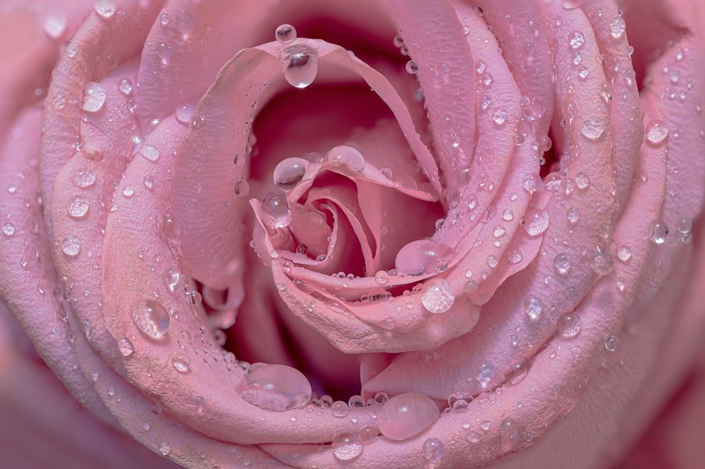 Обои для рабочего стола Розовая роза в каплях росы, by Myriam Zilles