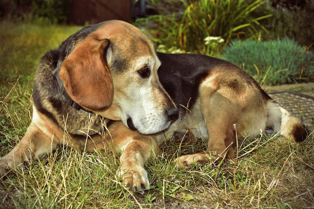 Обои для рабочего стола Собака лежит на траве, by Peggy Choucair